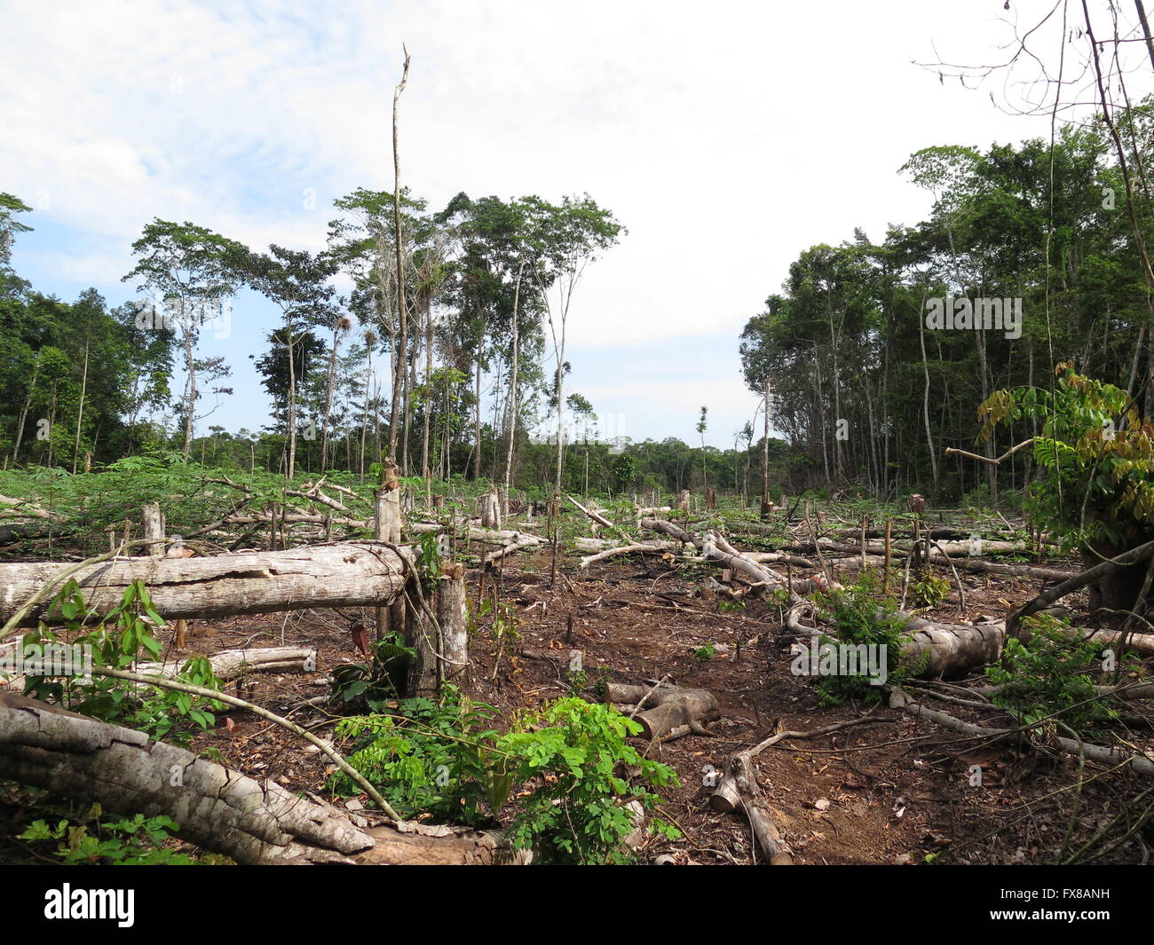 La déforestation au Pérou l'Amazonie Banque D'Images