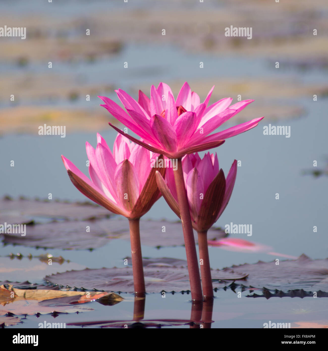 Fleurs de lotus rouge dans l'étang Banque D'Images