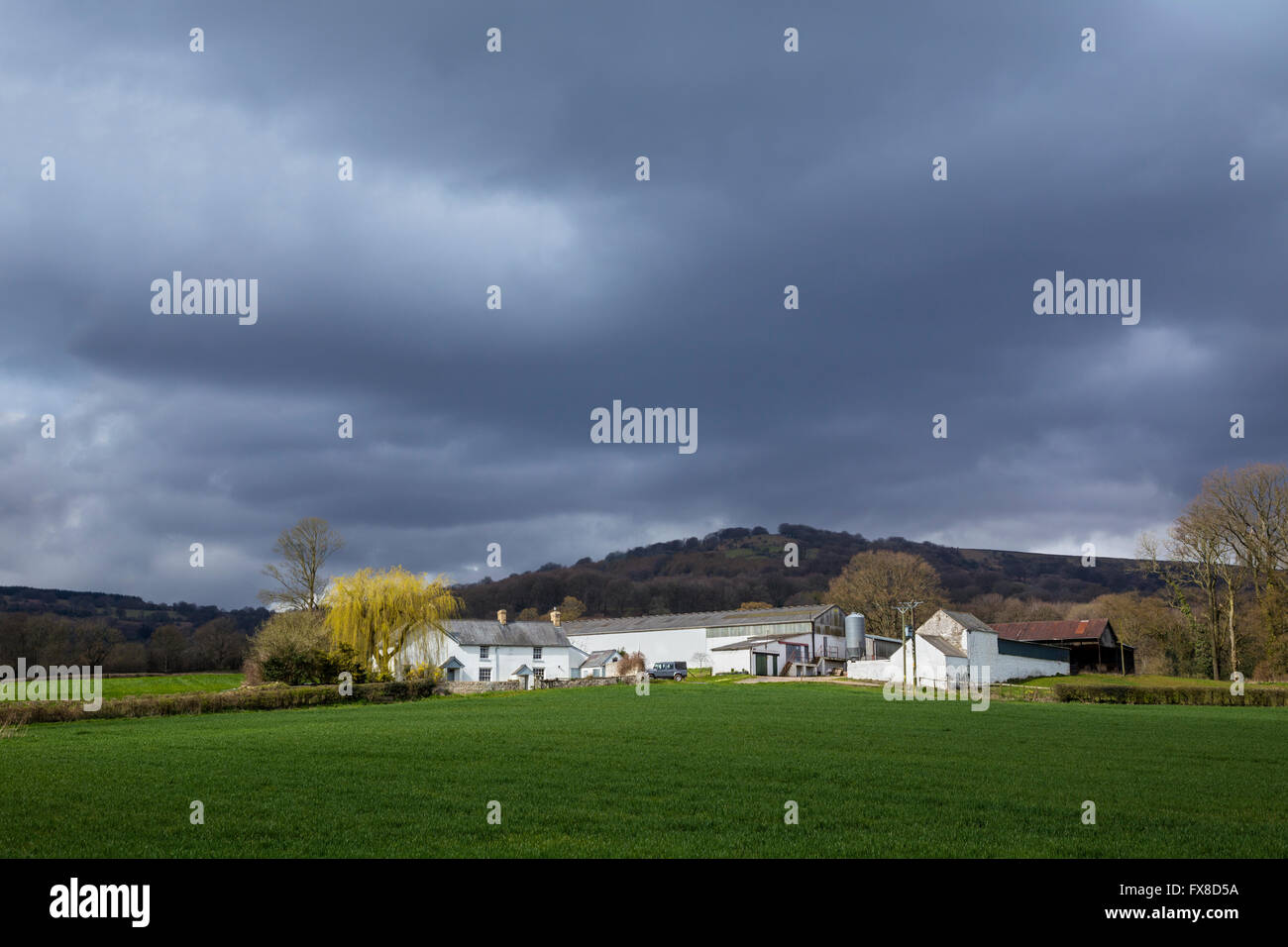 Welsh hill farm. Banque D'Images