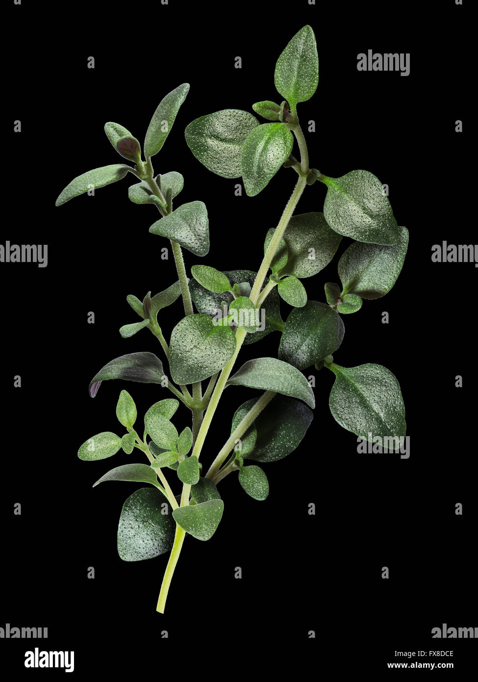 Le thym (Thymus vulgaris), fines herbes. Chemin de détourage, l'infinie profondeur de champ Banque D'Images