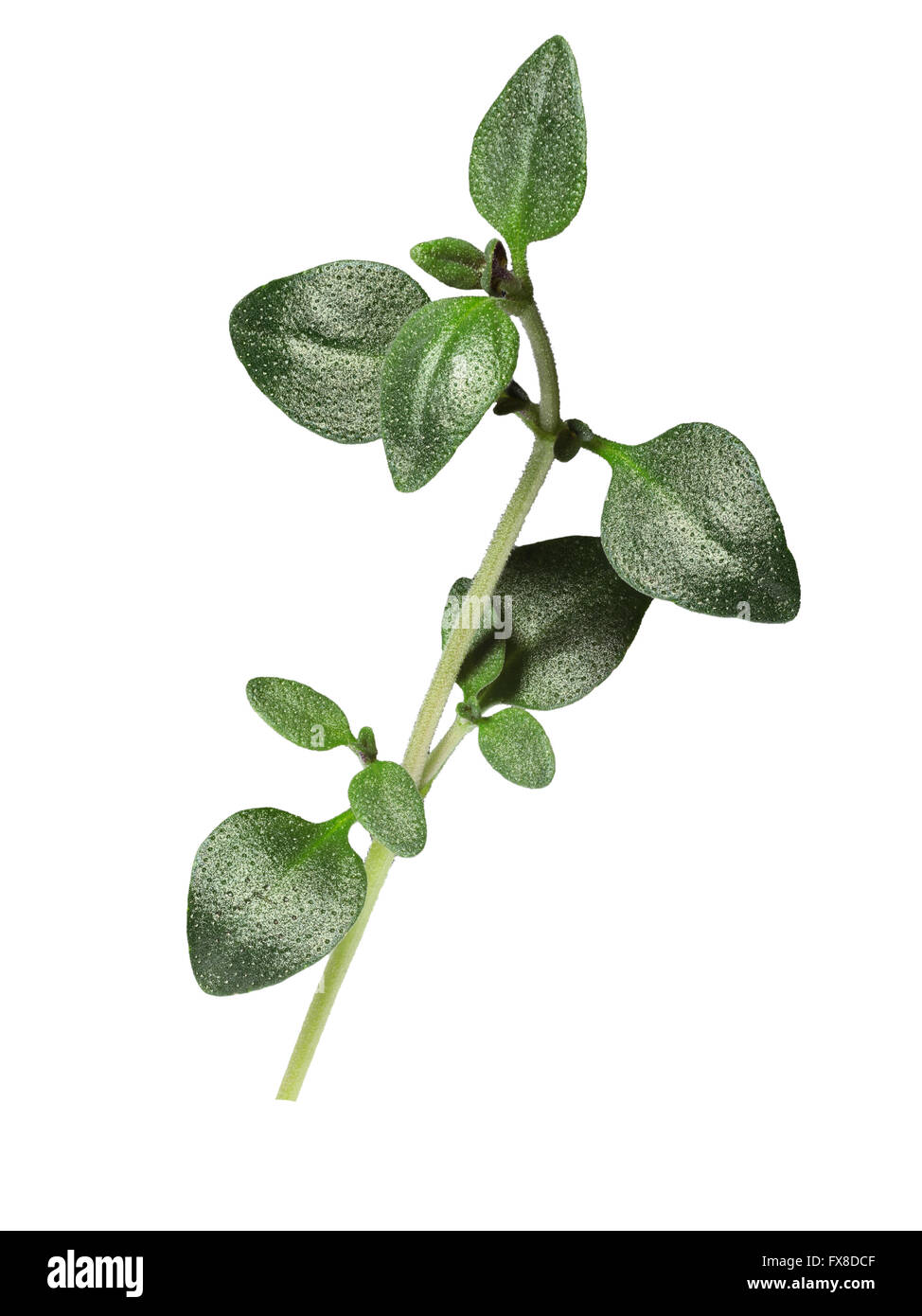 Le thym (Thymus vulgaris), fines herbes. Chemin de détourage, l'infinie profondeur de champ Banque D'Images