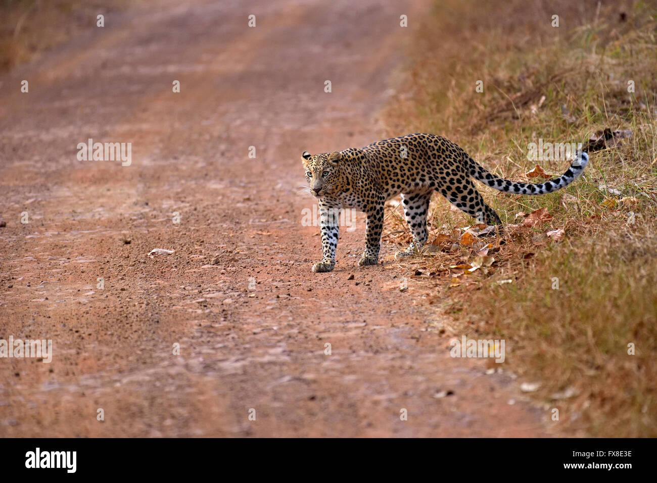 Leopard (Panthera pardus) traverser la route, Tadoba, Chandrapur, Maharashtra, Inde Banque D'Images