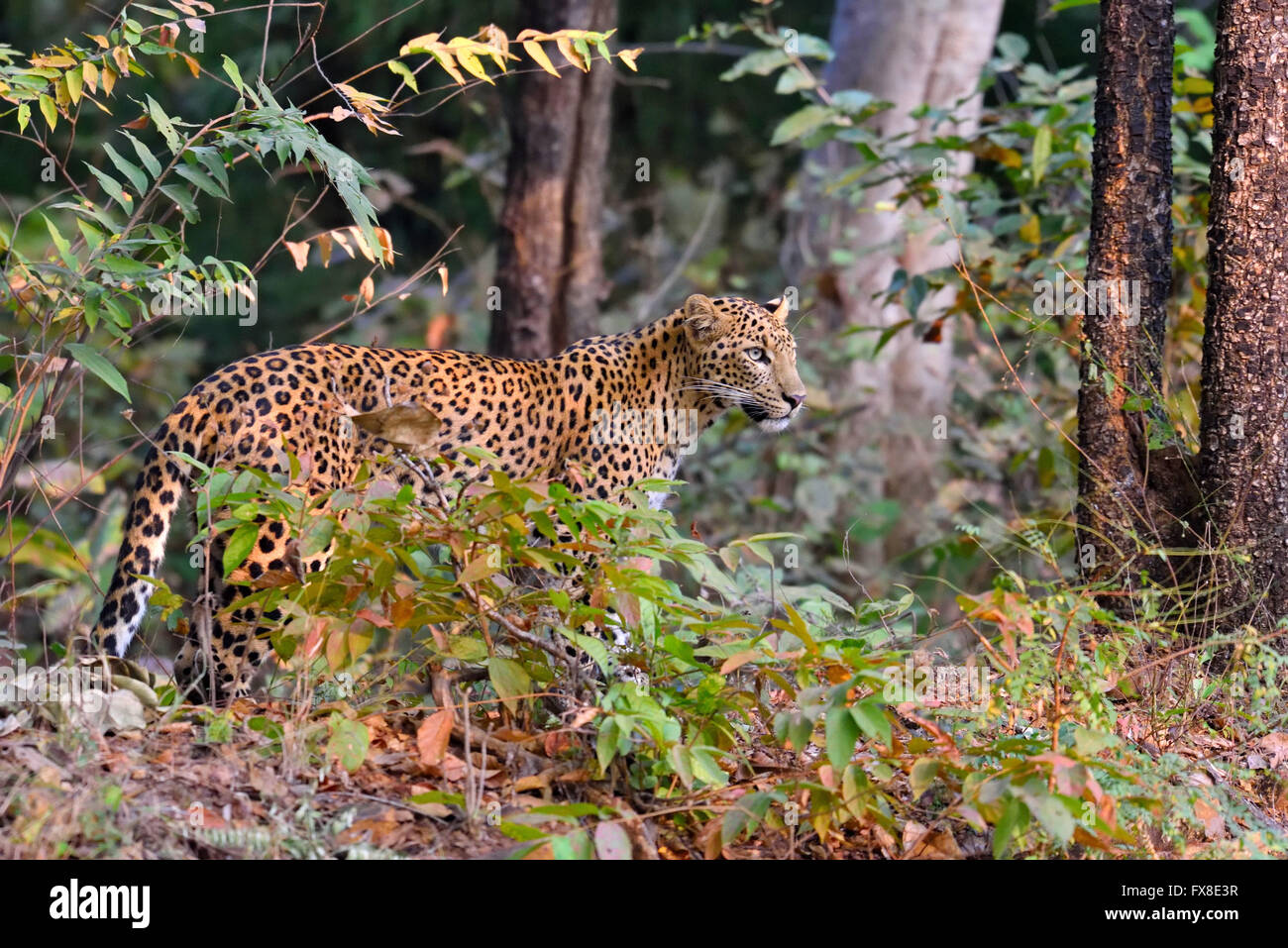 Leopard (Panthera pardus) est alerte, Tadoba, Chandrapur, Maharashtra, Inde Banque D'Images
