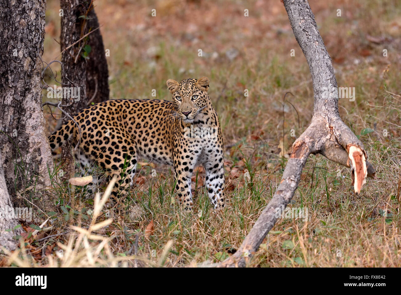 Leopard (Panthera pardus) looking at camera, Tadoba, Chandrapur, Maharashtra, Inde Banque D'Images