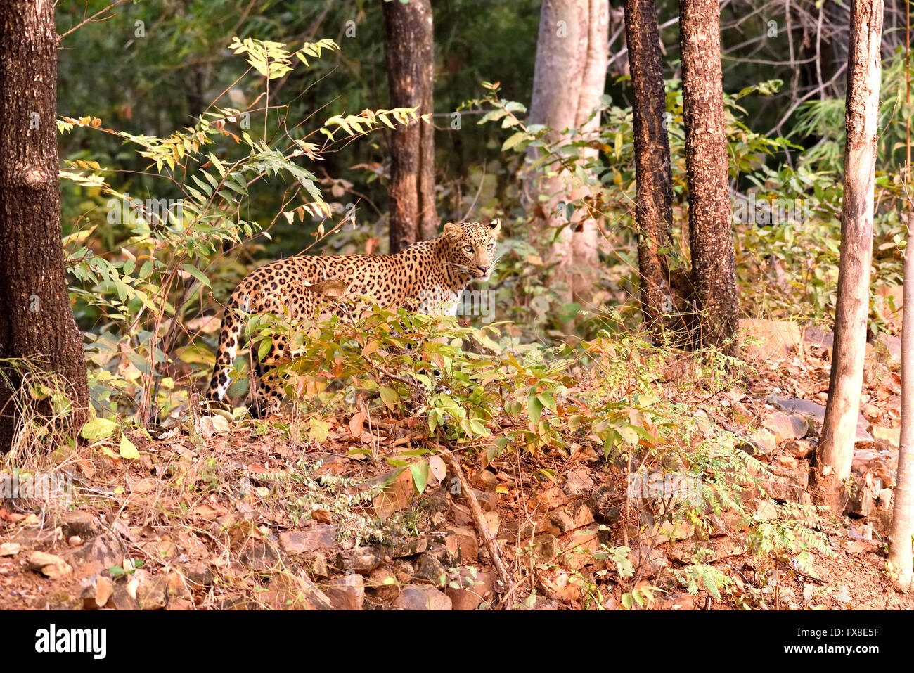 Leopard (Panthera pardus), la recherche, Tadoba Chandrapur, Maharashtra, Inde Banque D'Images