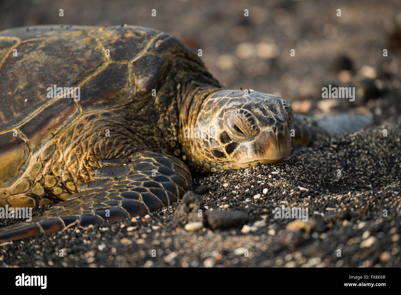 USA, Hawaii, Big Island, Kona, Kaloko-Honokohau national historique, les tortues de mer sur la plage, Banque D'Images