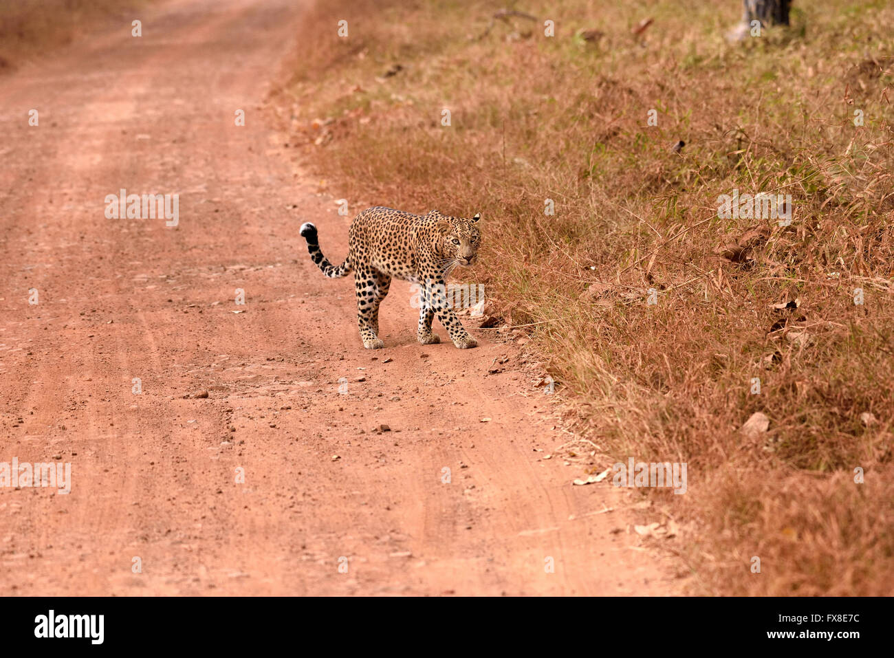 Leopard (Panthera pardus) marcher sur la route, Tadoba, Chandrapur, Maharashtra, Inde Banque D'Images