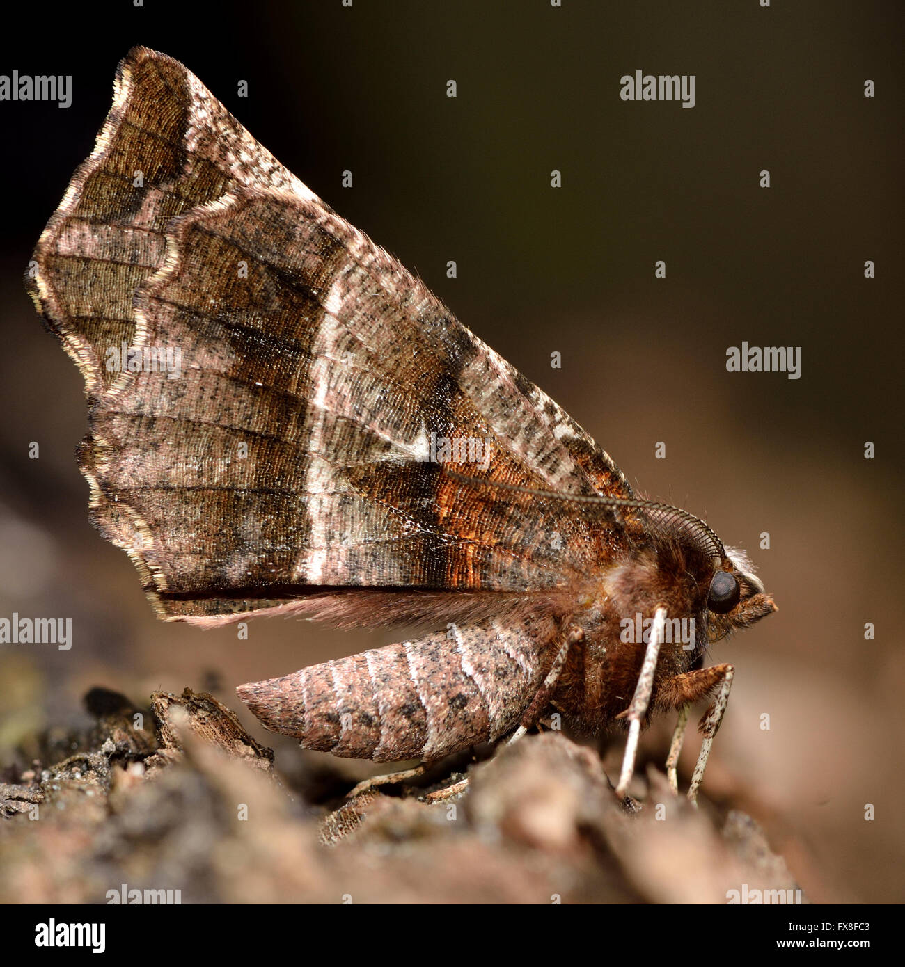 Début de Thorn (Selenia dentaria) avec des ailes noires. Papillon de la famille des Geometridés, au repos montrant sur le dessous Banque D'Images