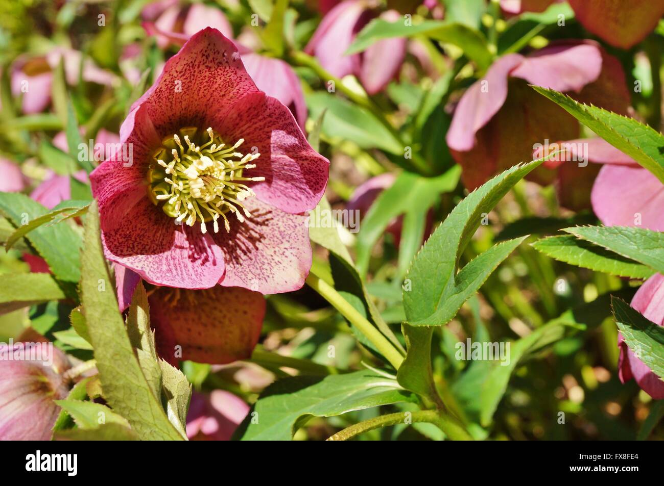 Fleur pourpre de l'helleborus hybridus (Noël ou Lenten rose) Banque D'Images