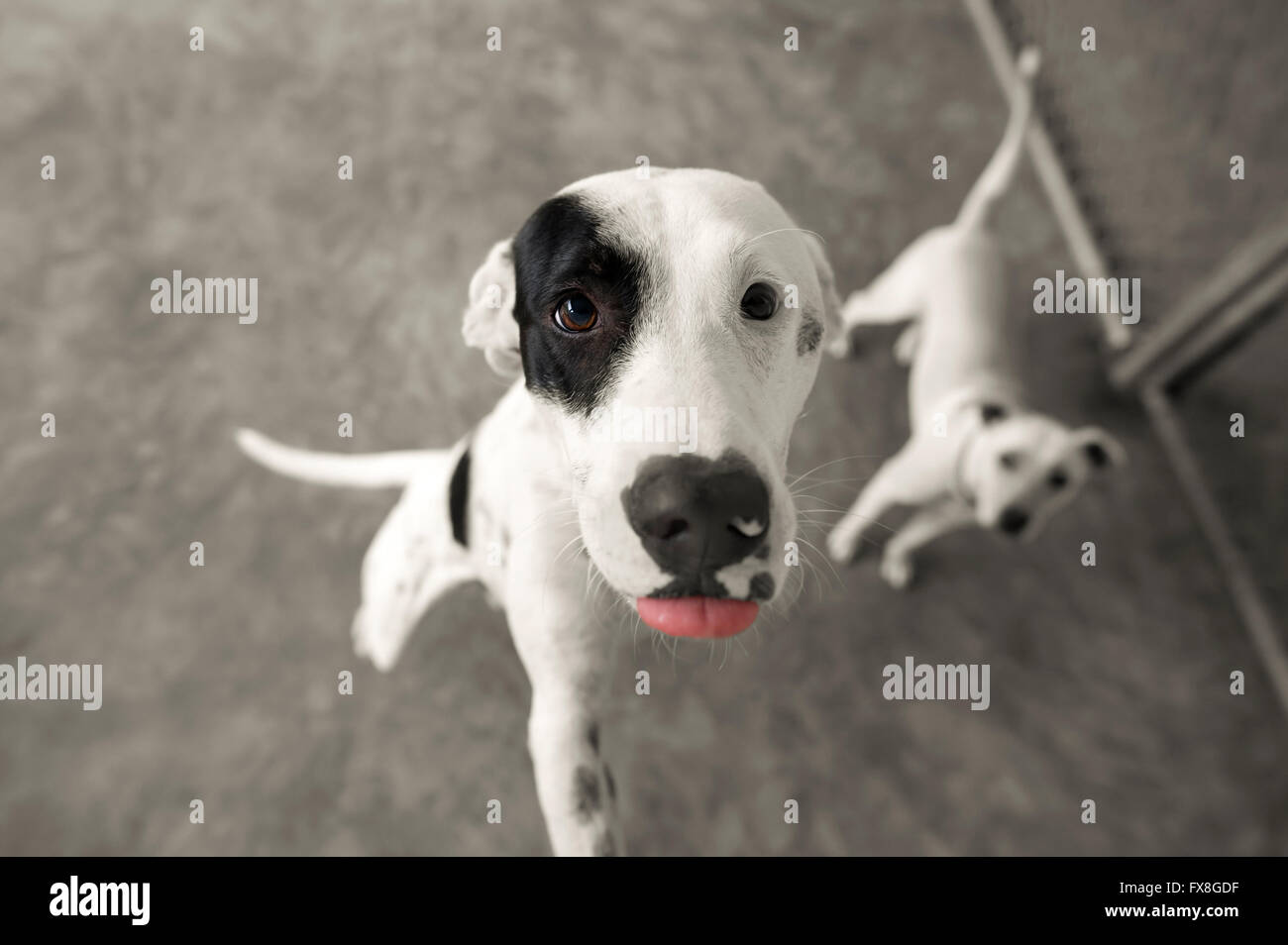 Curieux chien est à la recherche jusqu'à l'émerveillement dans ses beaux yeux magnétiques. Banque D'Images