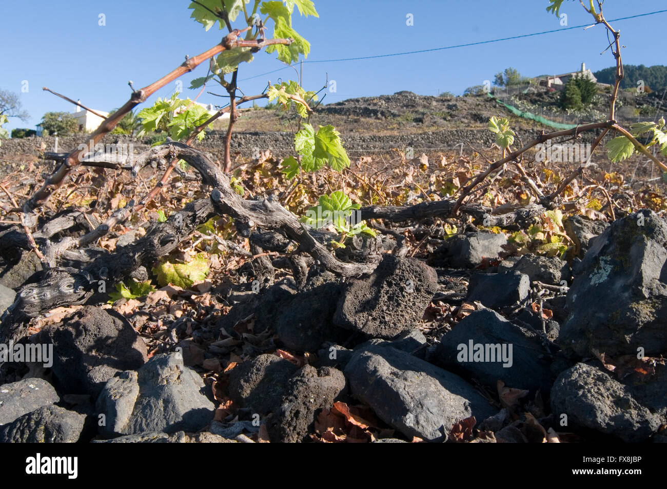 Les vignes vigne vigne vignoble vignes vignes canaries canaries île isle isles court faible sur une colline sid Banque D'Images