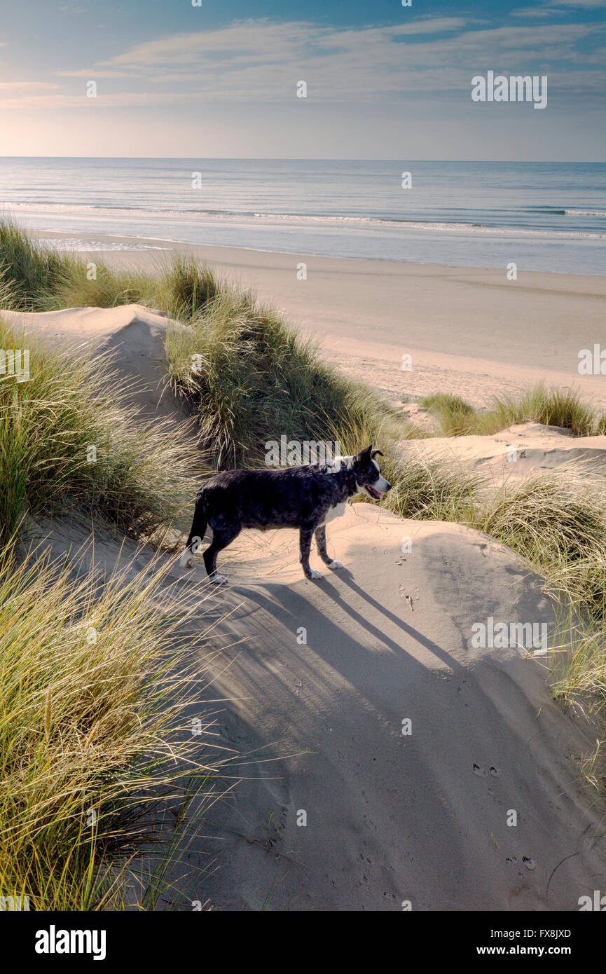 Un chien de berger kelpie à la recherche de moutons errant dans les dunes près de Ynyslas Borth sur le côté de la baie de Cardigan. Banque D'Images