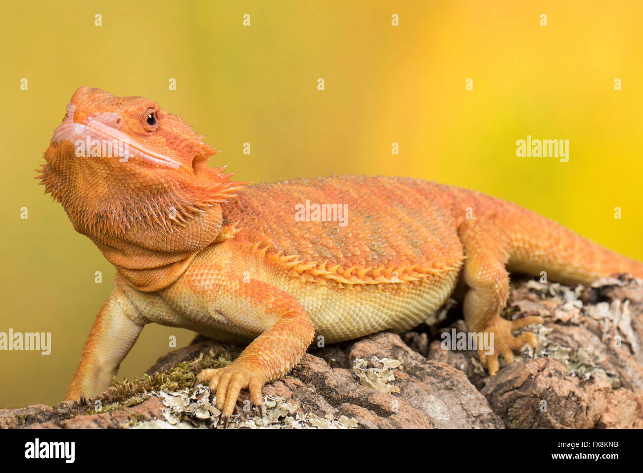 Cameleon assis sur une branche - studio background Banque D'Images