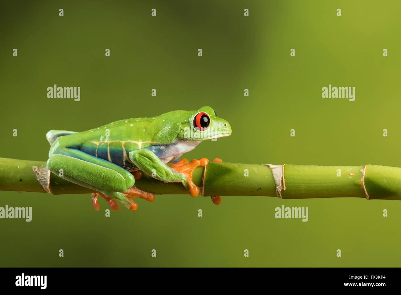 Red eyed tree frog sitting on branch Banque D'Images