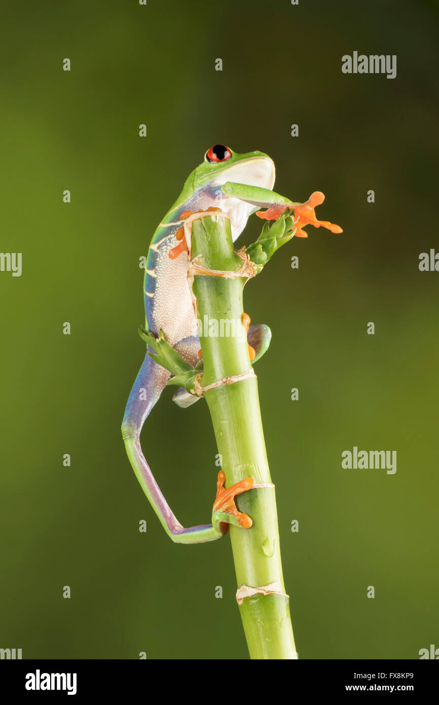 Red eyed tree frog sitting on branch Banque D'Images