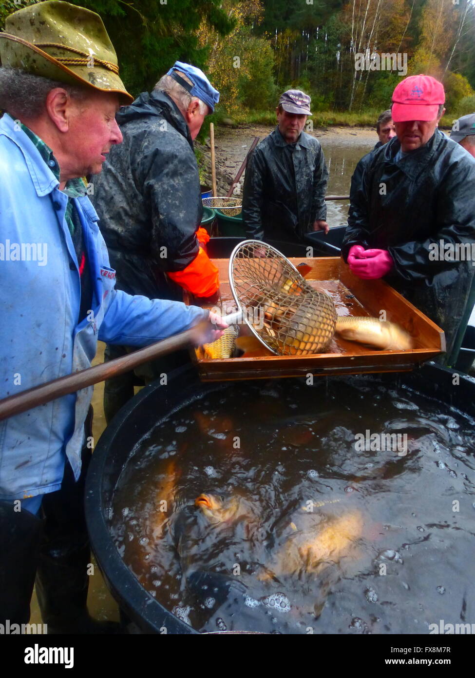 La carpe de tri du poisson pour marché de Noël. Carpe panée est un plat de Noël populaires en République Tchèque Banque D'Images