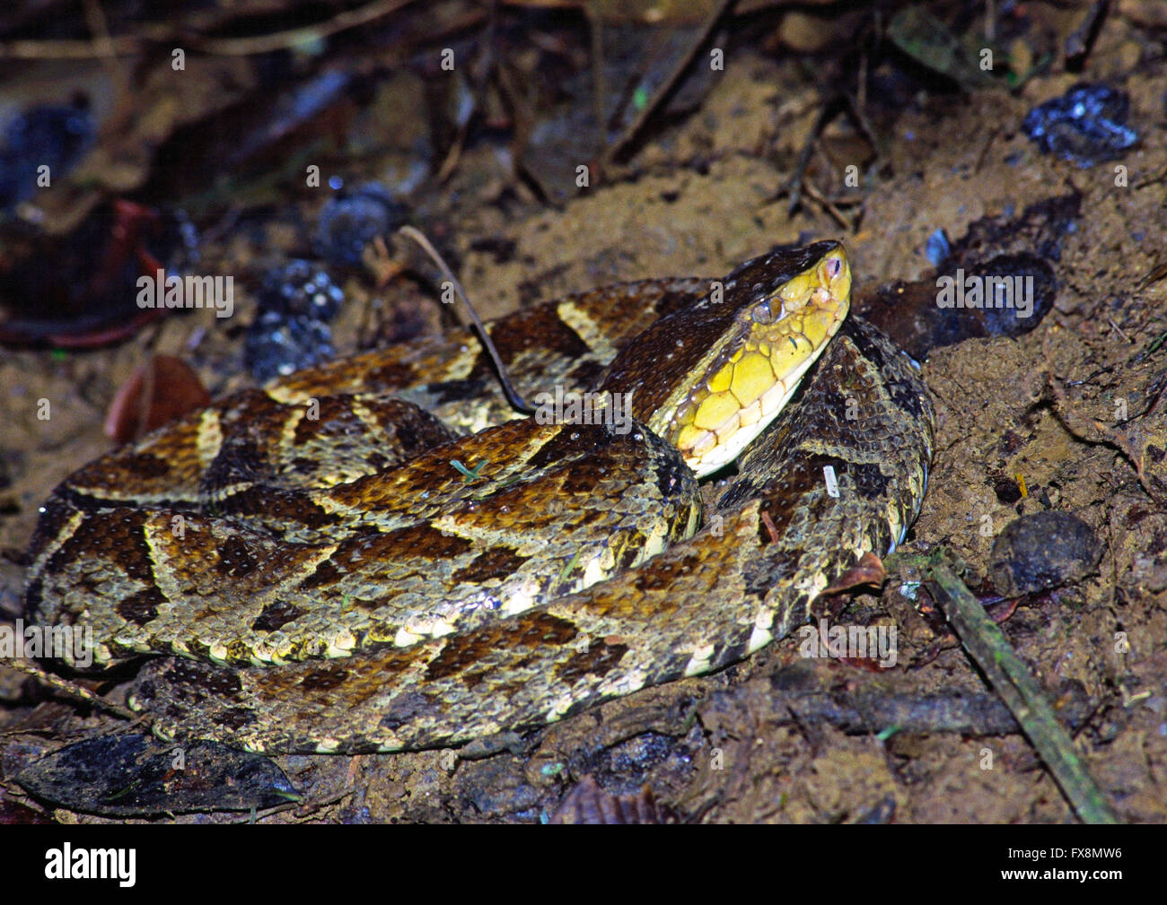 Fer-de-lance, terciopelo, Bothrops asper une espèce de serpent venimeux Pit Viper Banque D'Images