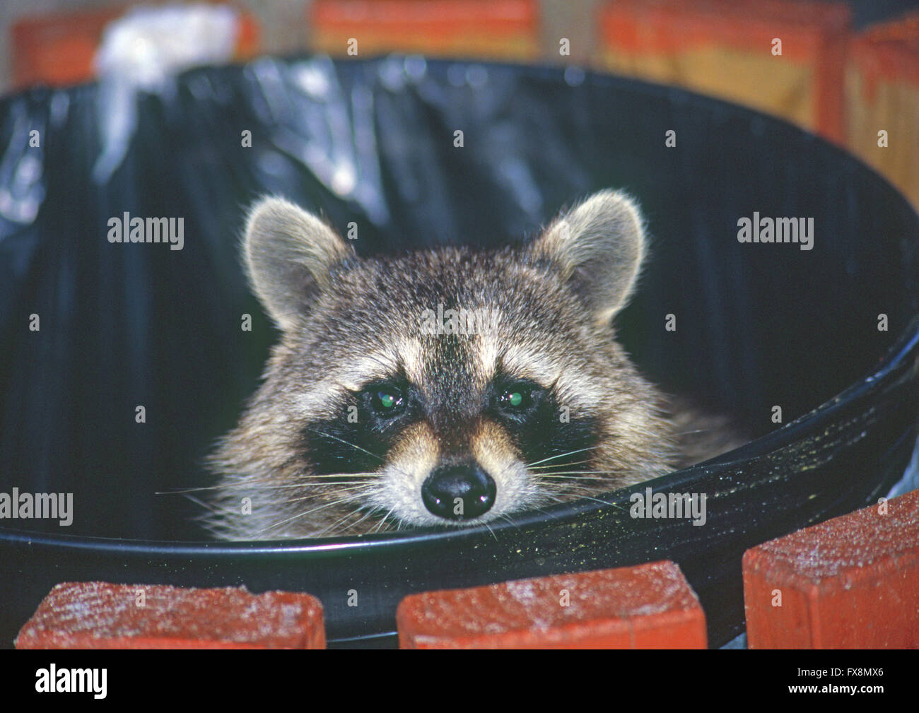Un Raton Laveur A La Recherche Des Animaux Hors De La Poubelle Haut Ou Il Est A La Recherche De Nourriture Photo Stock Alamy