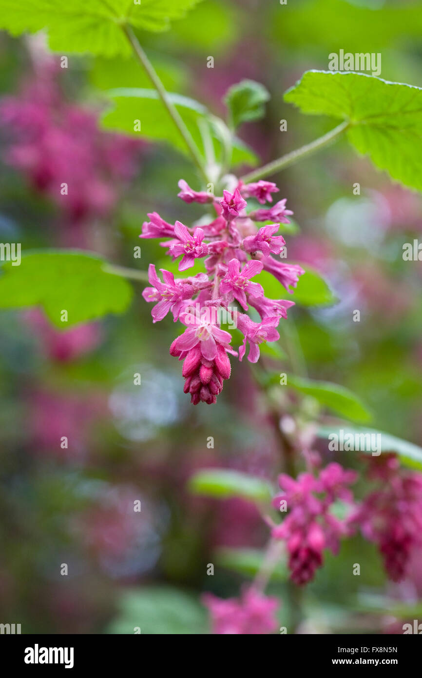 Ribes sanguineum 'Atrorubens'. Groseillier à fleurs au début du printemps. Banque D'Images