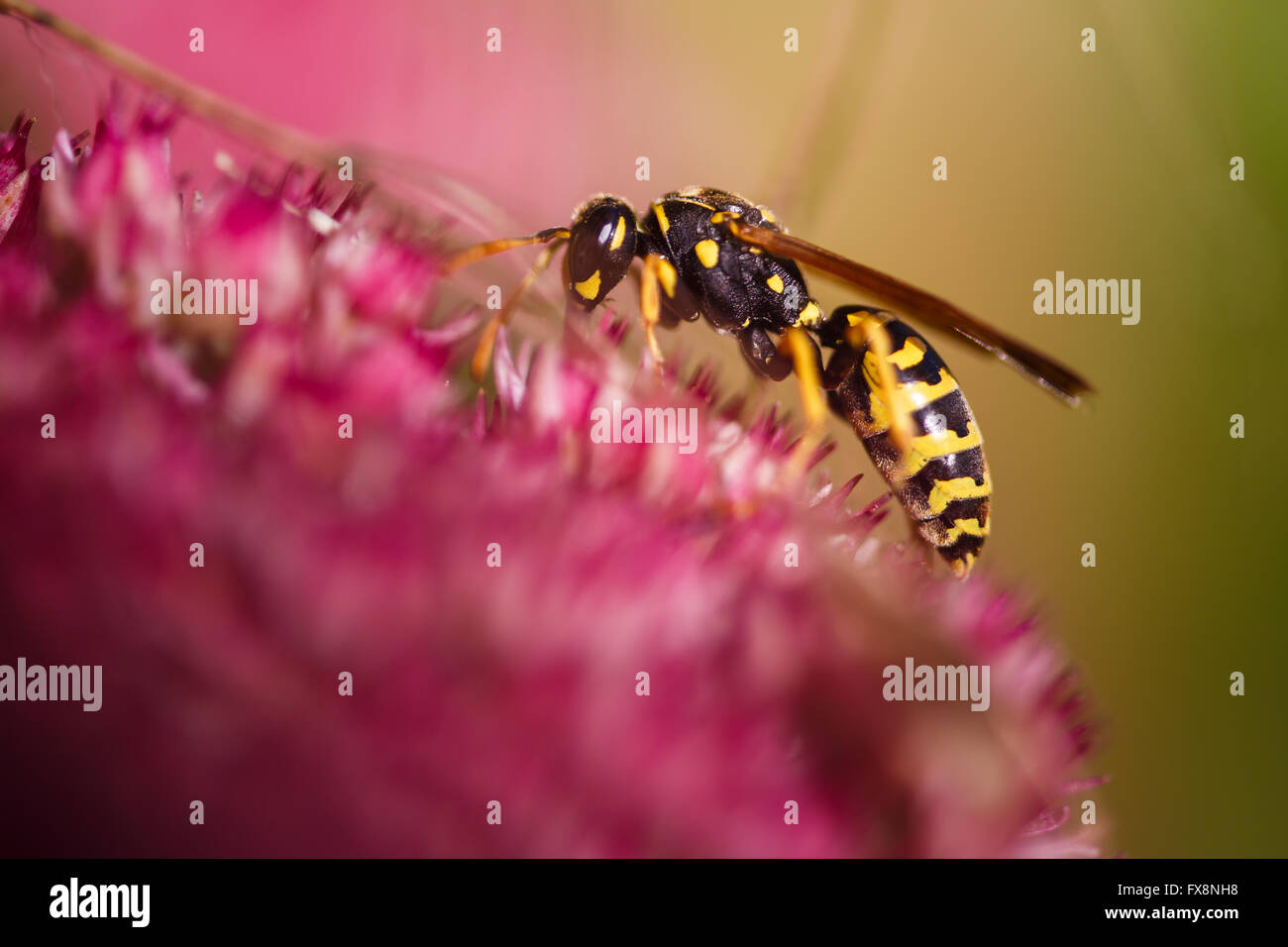 Wasp sur une fleur dans la macro shot Banque D'Images