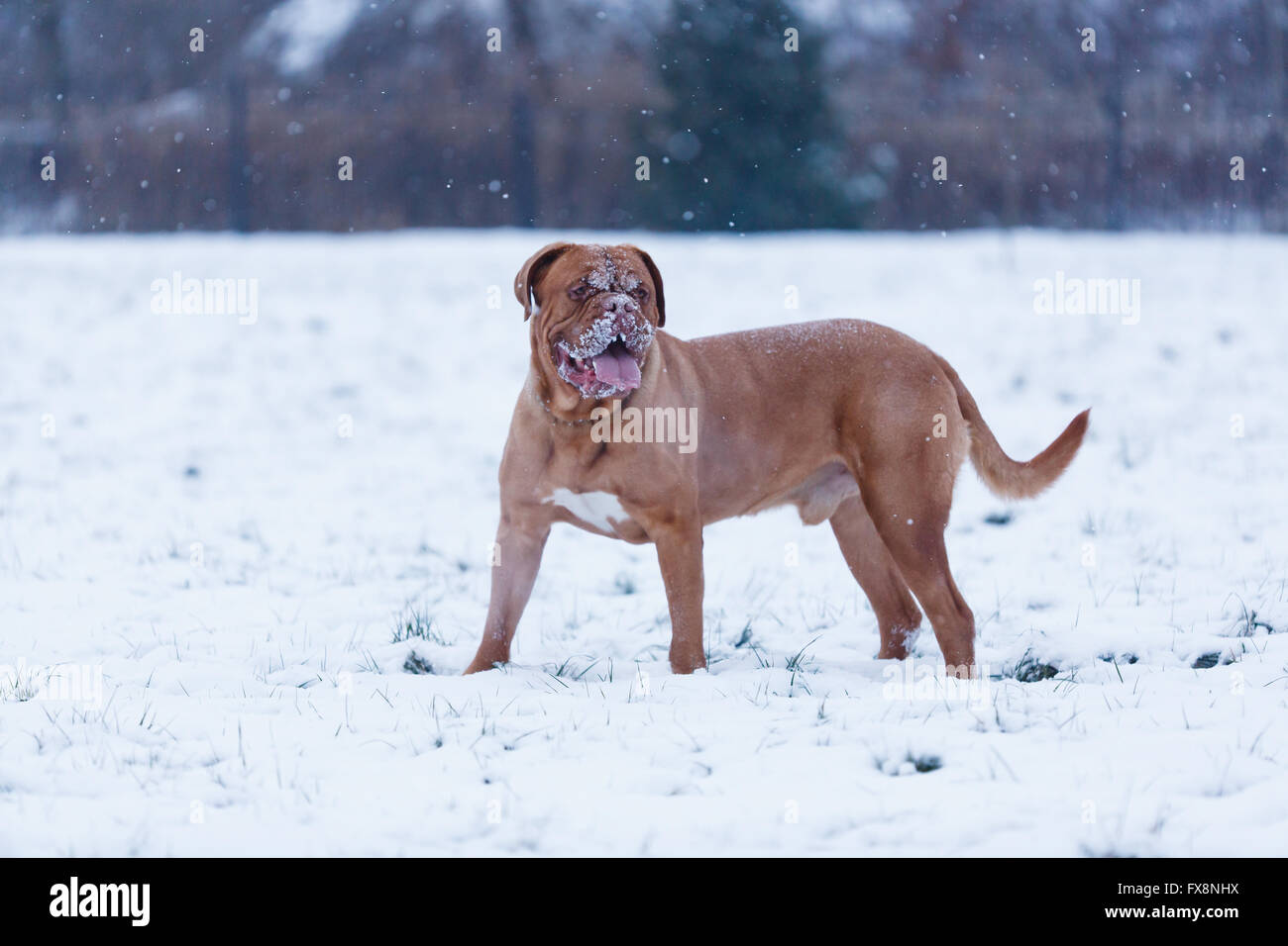 Portrait de Bordeauxdog, est une grande race Mastiff français à l'heure d'hiver Banque D'Images