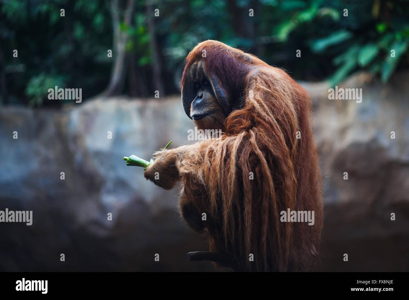 Portrait d'orangs-outans adultes dans le zoo de Leipzig Banque D'Images