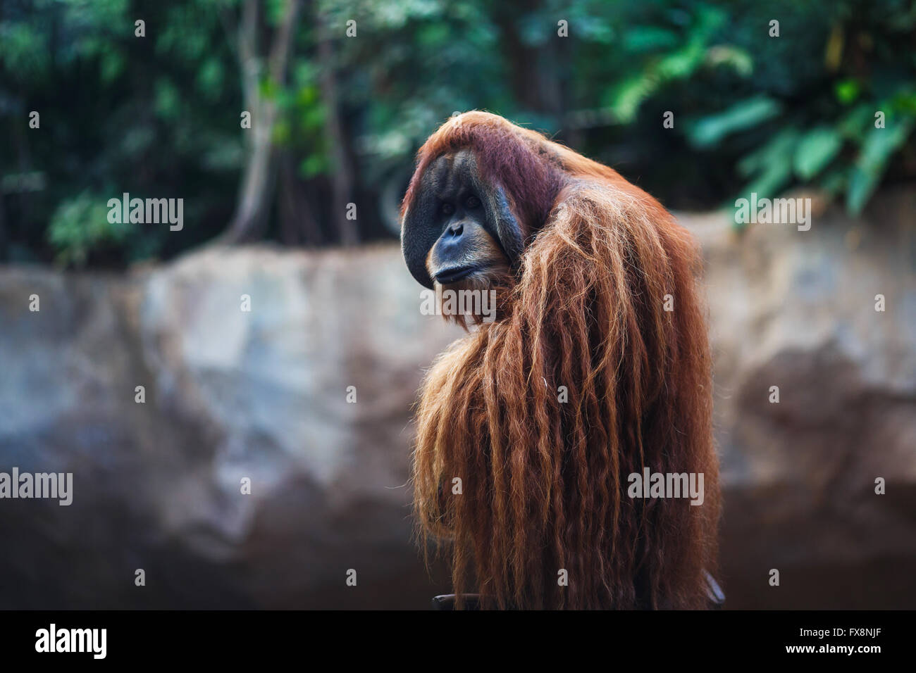 Portrait d'orangs-outans adultes dans le zoo de Leipzig Banque D'Images