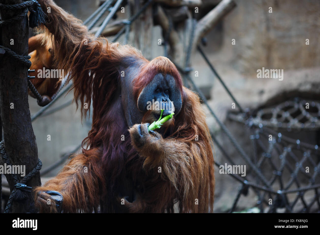 Portrait d'orangs-outans adultes dans le zoo de Leipzig Banque D'Images