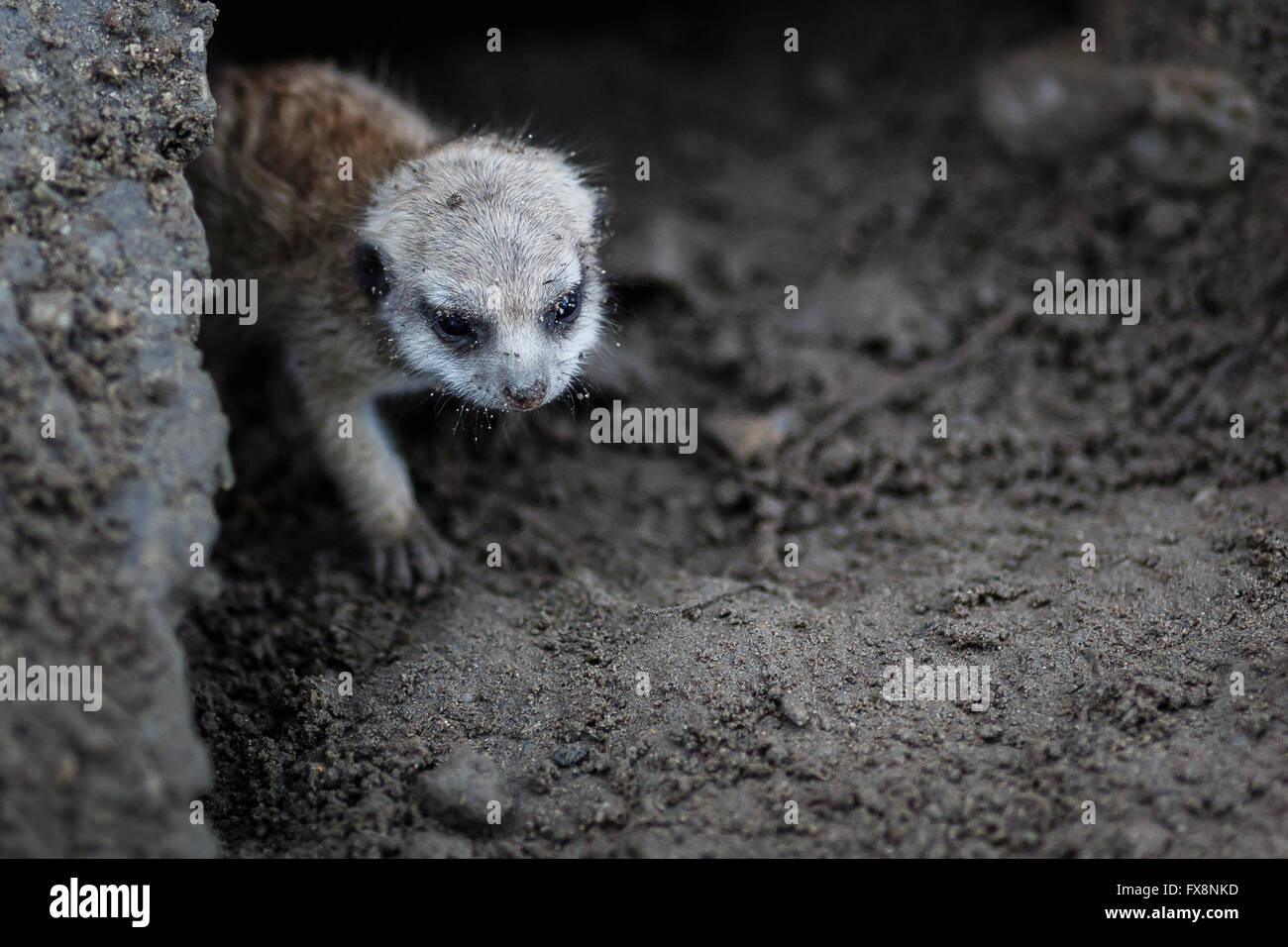 Close-up baby meerkat sort de mink Banque D'Images