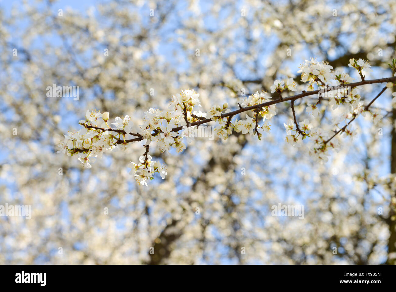 Sakura blanc fleurs de cerisier au printemps Banque D'Images