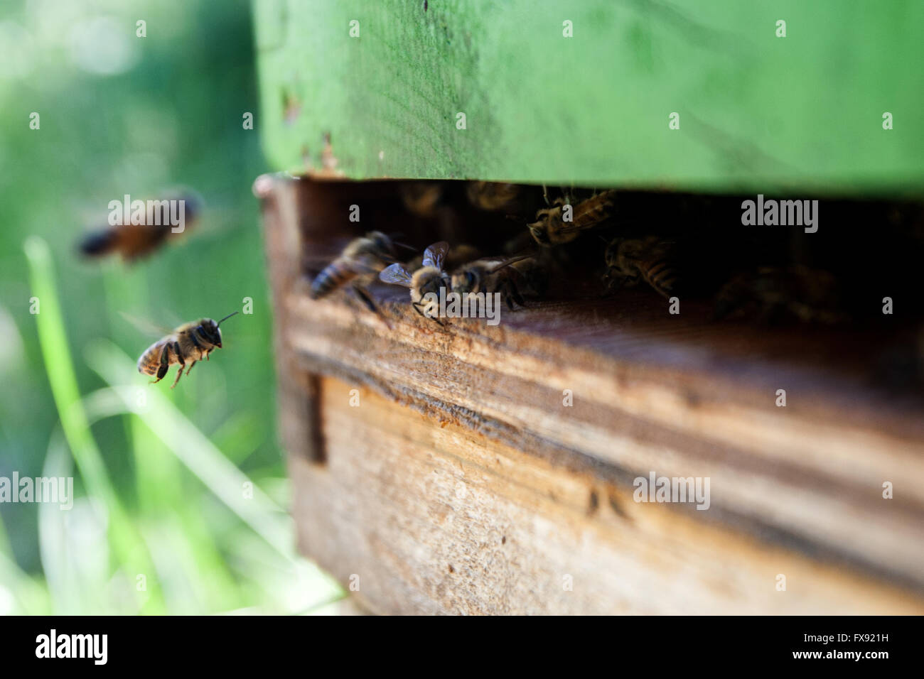 Les abeilles volent autour de la ruche à Harrowsmith (Ontario) le 14 juin 2012. Banque D'Images