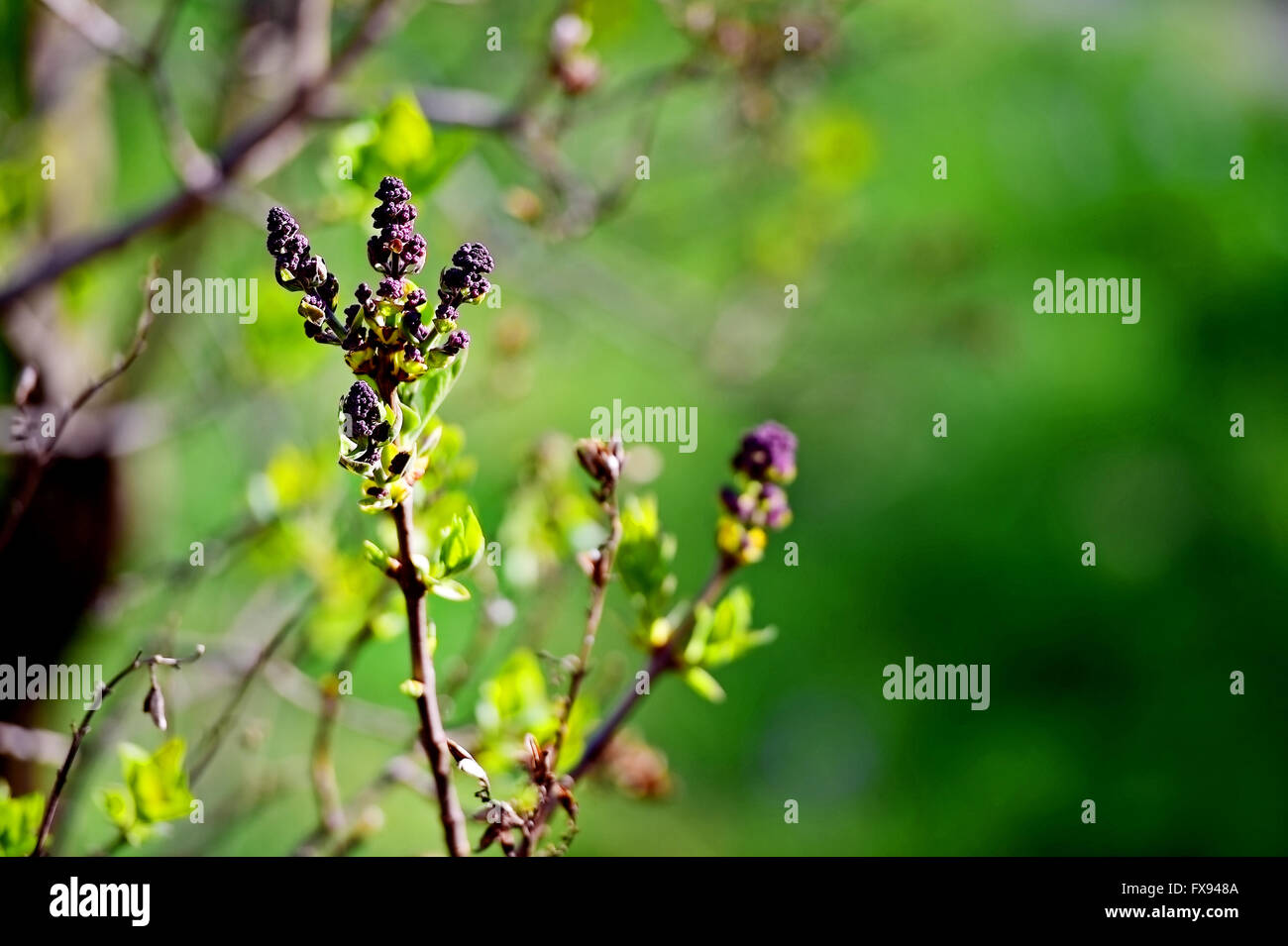 Petites fleurs lilas lilas en fleurs sur la branche d'arbre en début de printemps Banque D'Images
