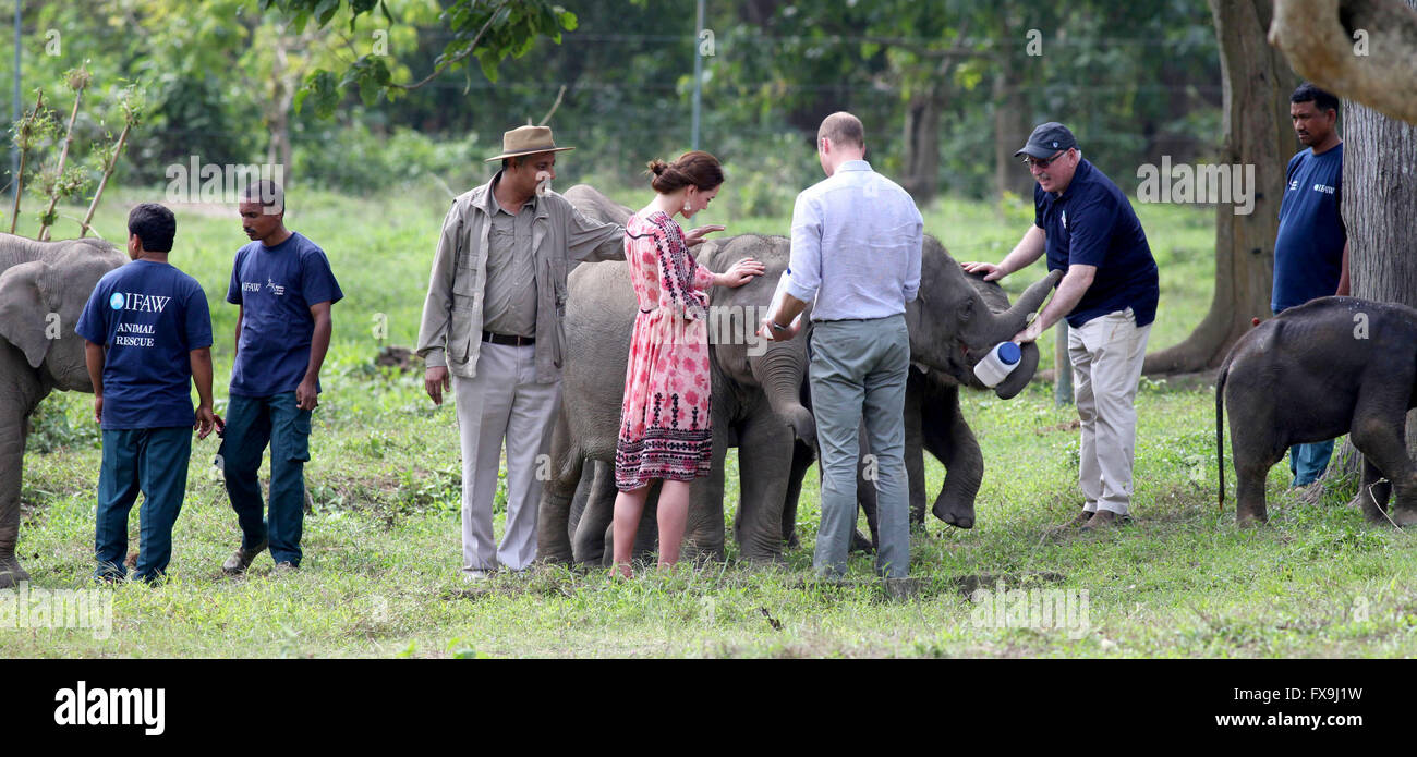 Guwahati, Assam, Inde. 13 avril, 2016. Un cadeau photo, datée du 13 avril 2016, montre le Prince William (3e R) et Dutchess Kate (4L) les éléphants d'alimentation au centre de réadaptation pour les animaux sauvages dans la région de Guwahati, Assam, Inde. Le centre est dirigé par l'IFAW (Fonds International pour la protection des animaux) Wildlife Trust pour l'Inde (WTI) et l'agence forestière régionale de l'Assam (AFD). Le couple royal britannique est sur un voyage d'une semaine se rendant en Inde et au Bhoutan. Dpa : Crédit photo alliance/Alamy Live News Banque D'Images