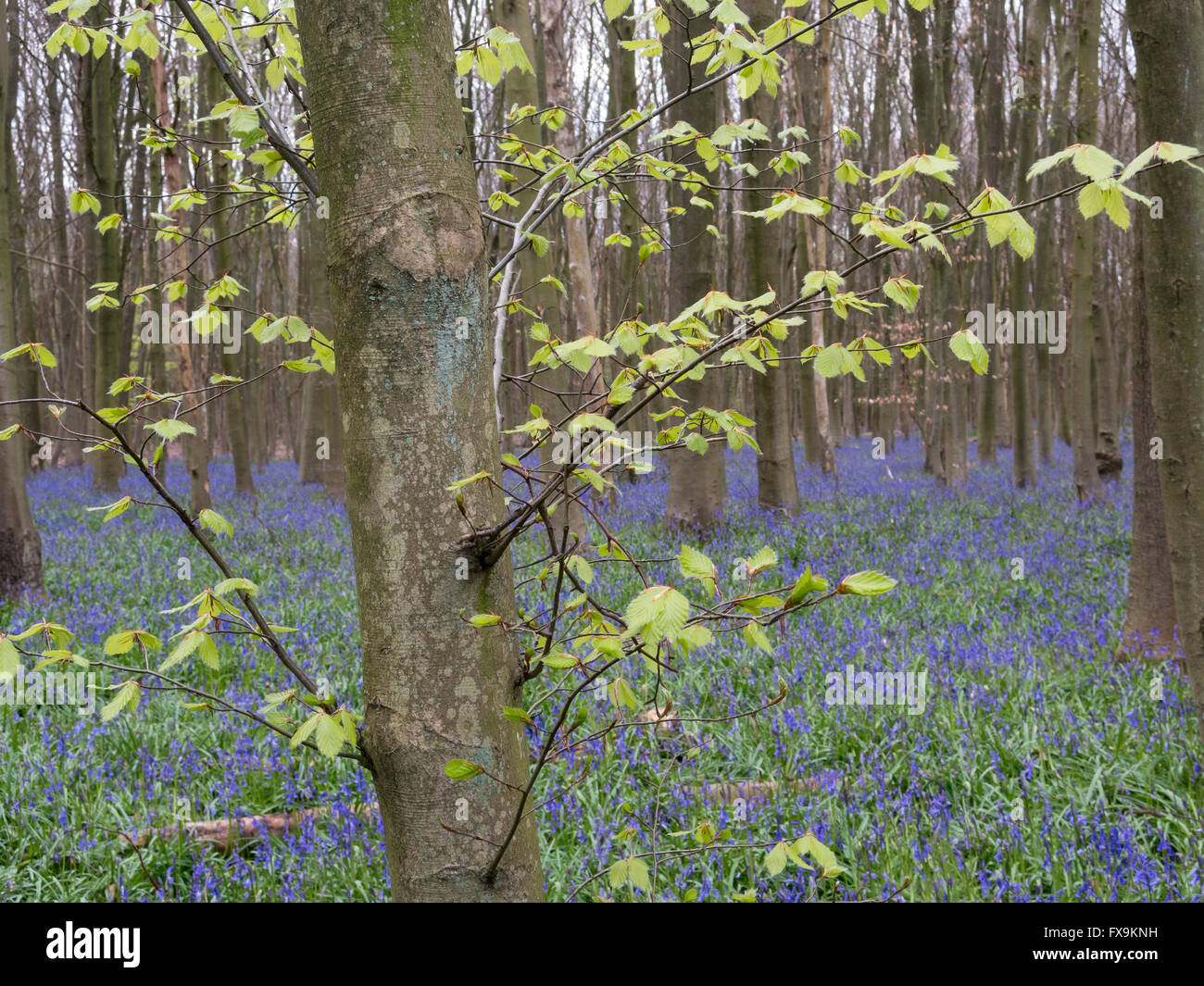 Hertfordshire, Royaume-Uni. 13 avril 2016. Dans Philipshill jacinthes en début de saison, Bois Chorleywood, juste en dehors de Londres. Cette délicate les espèces indigènes, Hyacinthoides non-scripta, vient de commencer à fleurir. Crédit : Stephen Chung / Alamy Live News Banque D'Images