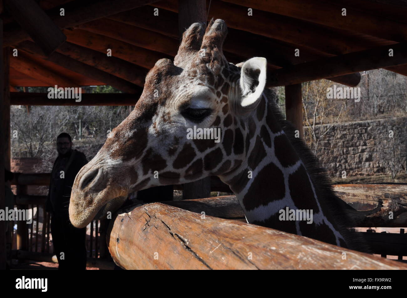 À partir de la girafe la pièce dans le Zoo de Cheyenne Mountain Banque D'Images