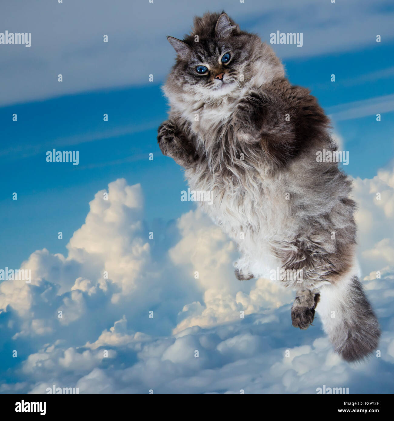 Funny gros chat volant dans le ciel Banque D'Images