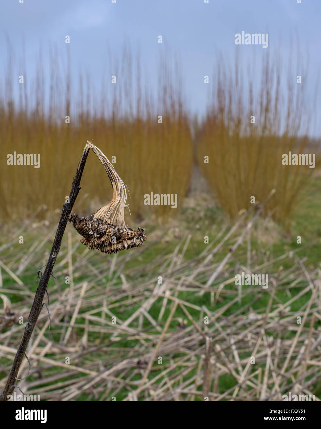 Tournesol morts debout dans Willow lit. Banque D'Images