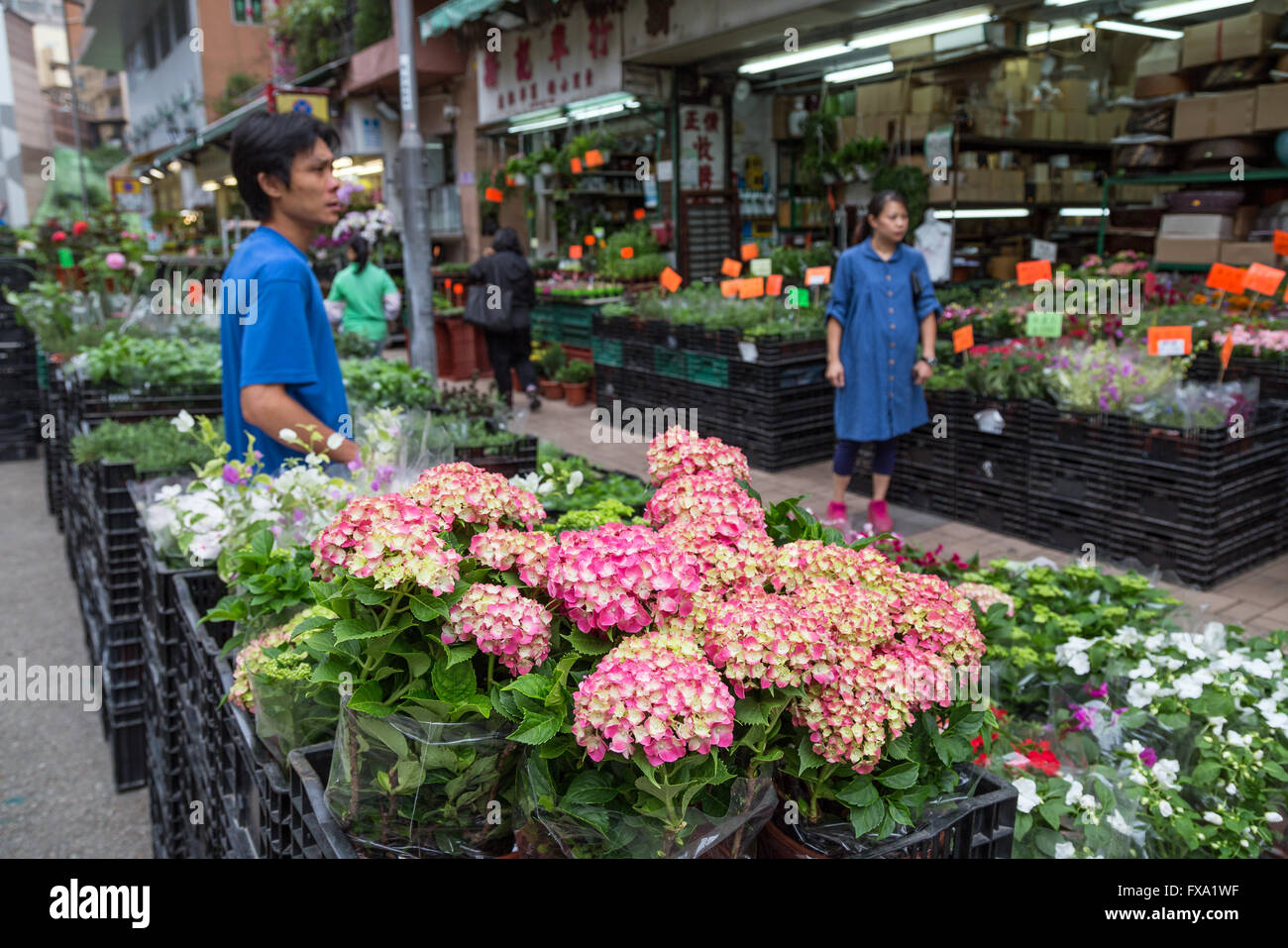 De nombreuses fleurs et plantes et deux vendeurs au marché aux fleurs Road à Kowloon à Hong Kong, Chine. Banque D'Images