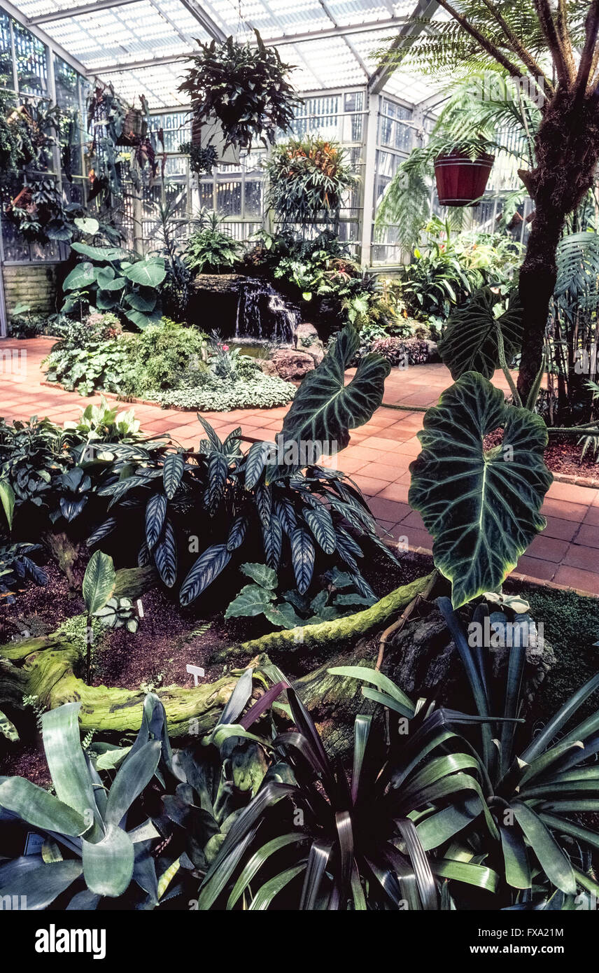 Le Sherman Library & Gardens à Corona del Mar, Orange County, Californie, USA, est une attraction touristique unique avec des plantes du monde entier et historique un aperçu de la région du Sud-Ouest du Pacifique. Le Sherman Gardens ressemble à un musée de la vie des plantes qui s'affichent au milieu de fontaines, de sculptures et de fleurs de saison. Ce jardin botanique oasis dispose d Rose, Herb, Cactus et les jardins japonais, ainsi qu'une grotte de fougère et le conservatoire de plantes tropicales vu ici. Dans le Sherman Library's little adobe maison sont en train de changer les pièces qui illustrent le patrimoine de la région du Sud-Ouest du Pacifique. Banque D'Images