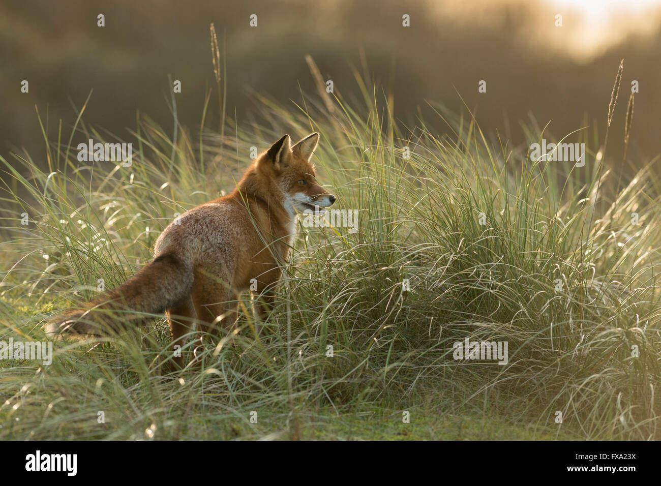 Renard rouge ( Vulpes vulpes ), animal adulte dans les hautes herbes, regardant concentré dans le lointain, dans le doux contre-jour du soir, la faune, l'Europe. Banque D'Images