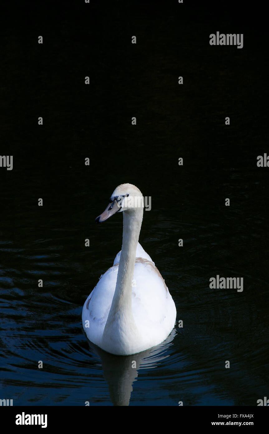 Cygne sur l'eau noire Banque D'Images