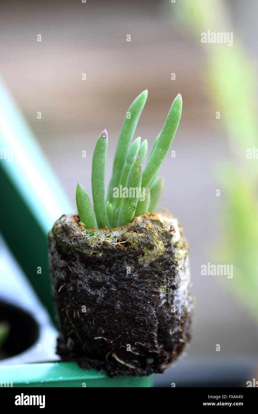 Plan Macro sur Lampranthus dans Jiffypots croissant des semis Banque D'Images