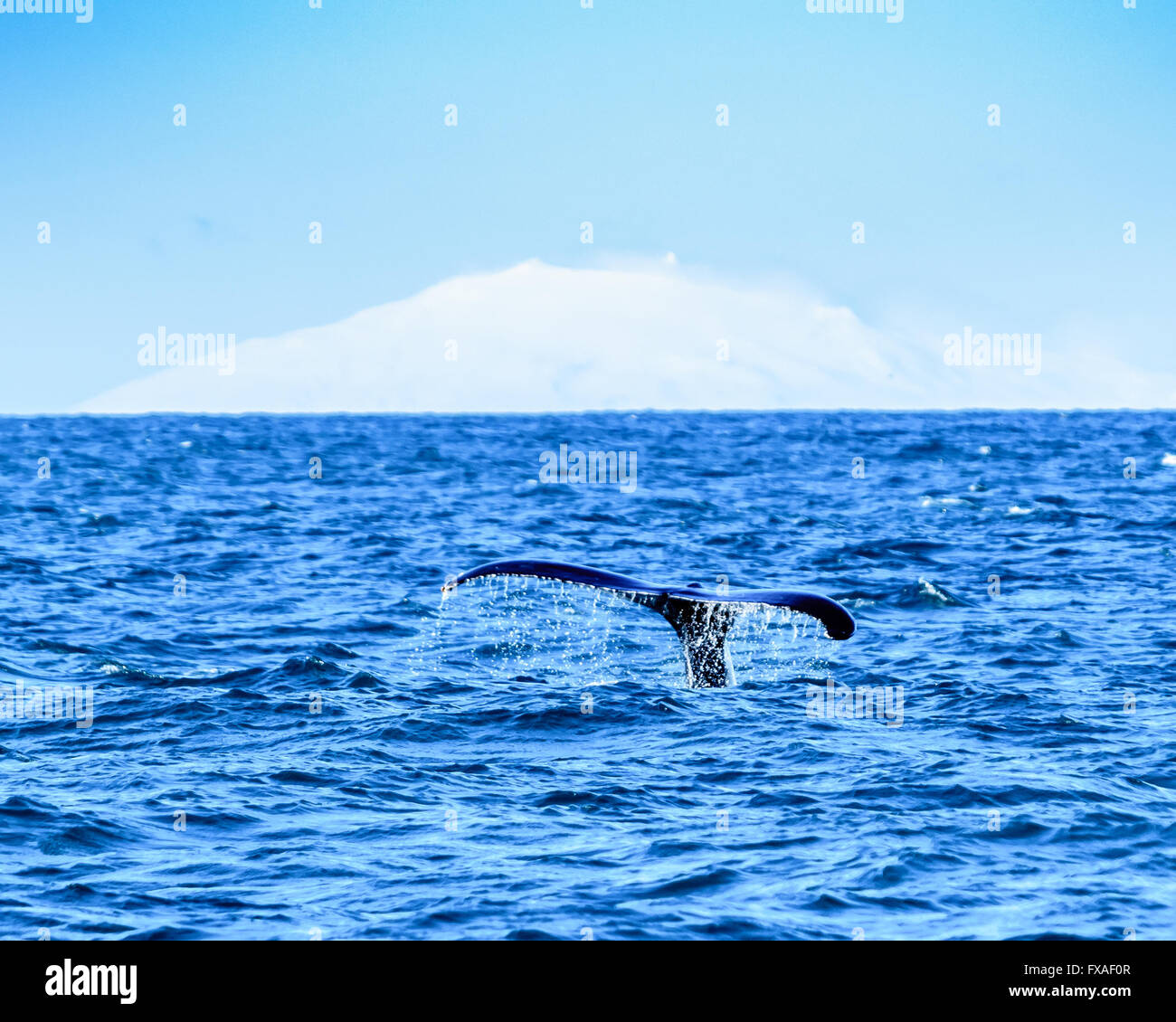 Baleine à bosse fluking avec glacier en arrière-plan, la baie de Faxafloi, Islande Banque D'Images
