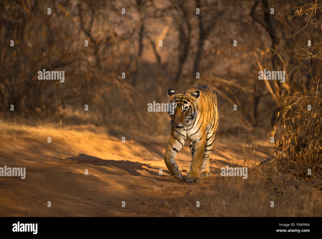 Tigre du Bengale sauvages (Panther tigris tigris) marche sur une piste forestière dans la forêt sèche, Ranthambhore National Park, le Rajasthan Banque D'Images