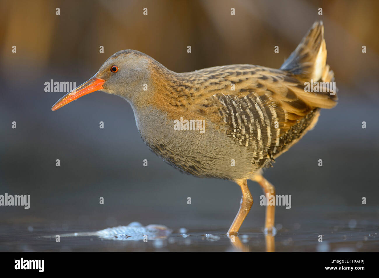 Rampe d'eau (Rallus aquaticus), pris avec des poissons dans l'eau, le Parc National Kiskunság, Hongrie Banque D'Images