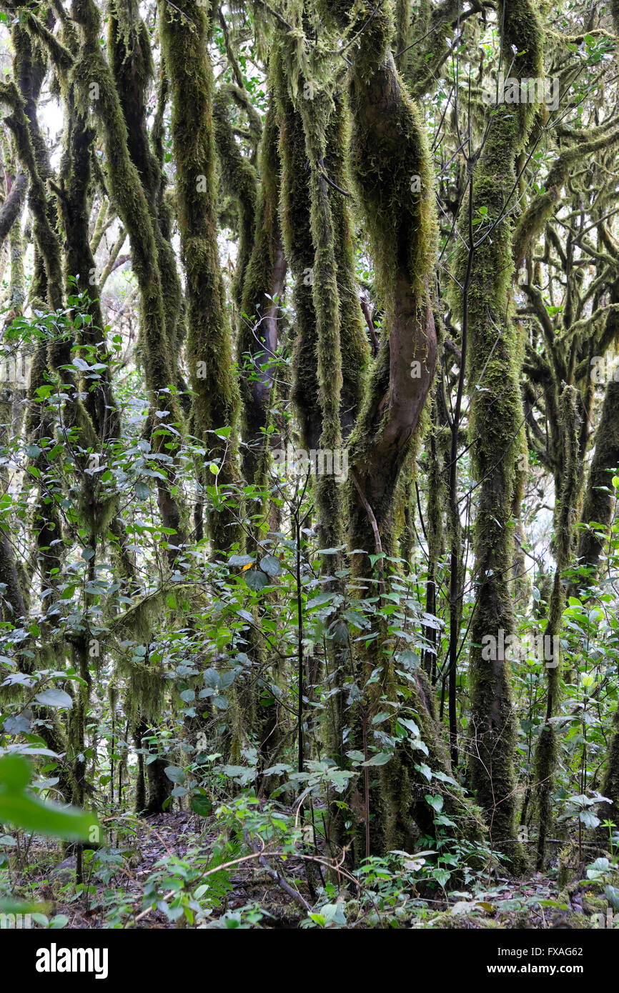 Les arbres couverts de mousse dans la forêt laurifère, Parc National de Garajonay, La Gomera, Canary Islands, Spain Banque D'Images