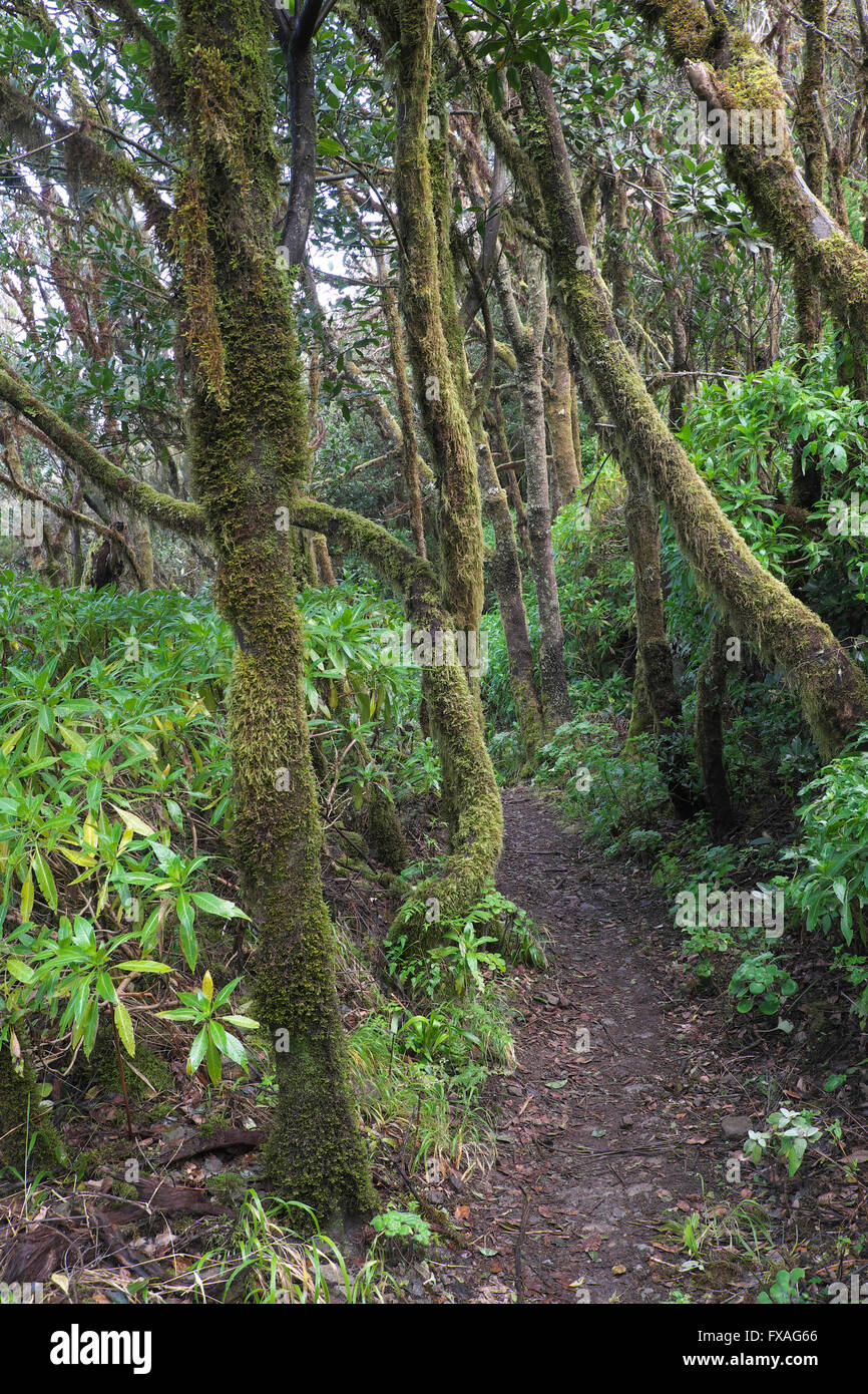 Sentier à travers les arbres moussus, forêt de lauriers dans le Parc National de Garajonay, La Gomera, Canary Islands, Spain Banque D'Images