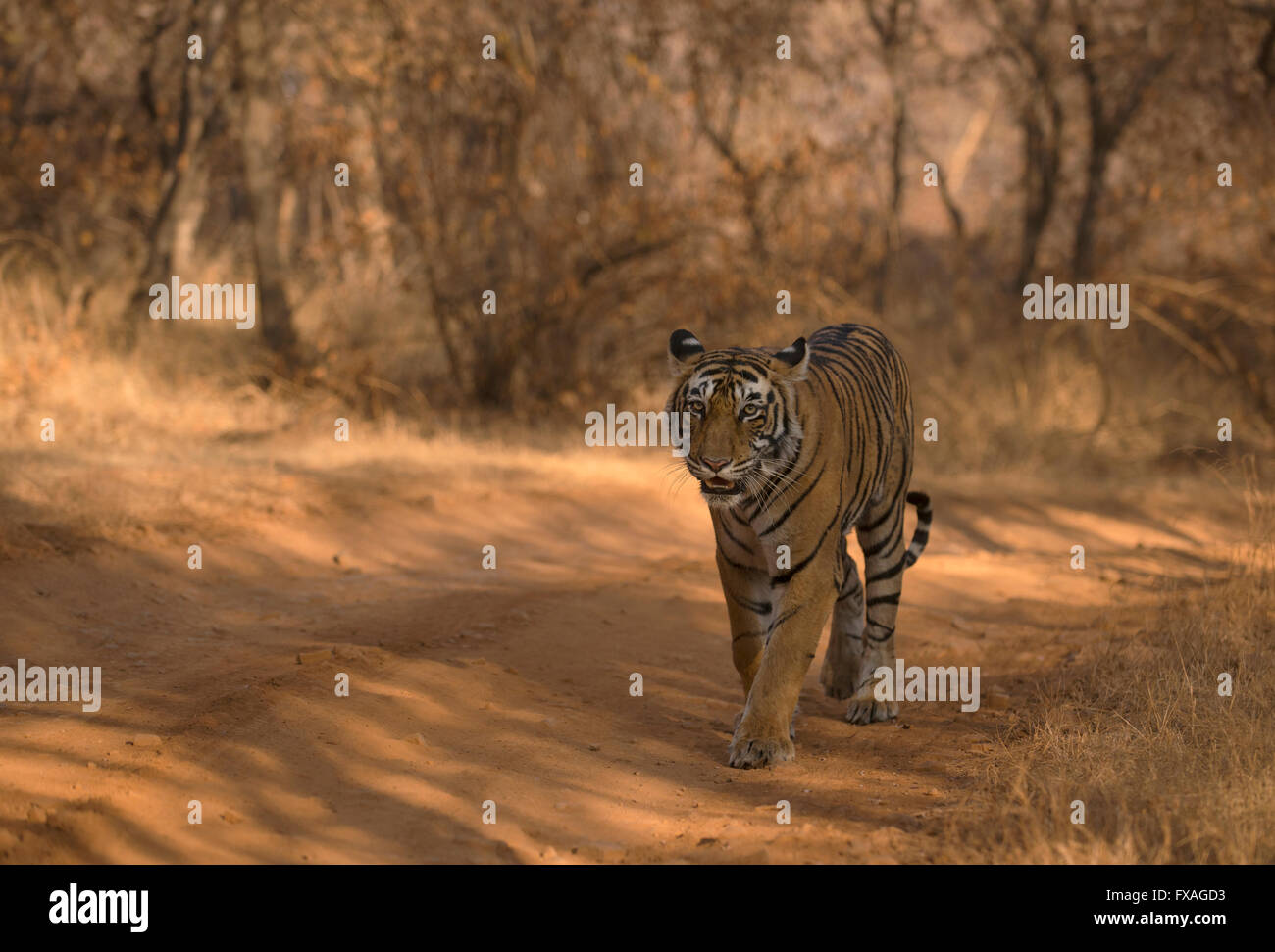 Tigre du Bengale sauvages (Panther tigris tigris) marche sur une piste forestière dans la forêt sèche, Ranthambhore National Park, le Rajasthan Banque D'Images