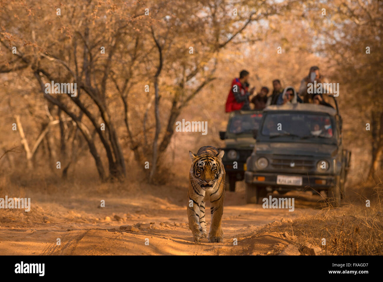 Tigre du Bengale sauvages (Panther tigris tigris) marche sur une piste forestière avec les touristes dans les véhicules à l'arrière, dans la forêt sèche de Banque D'Images
