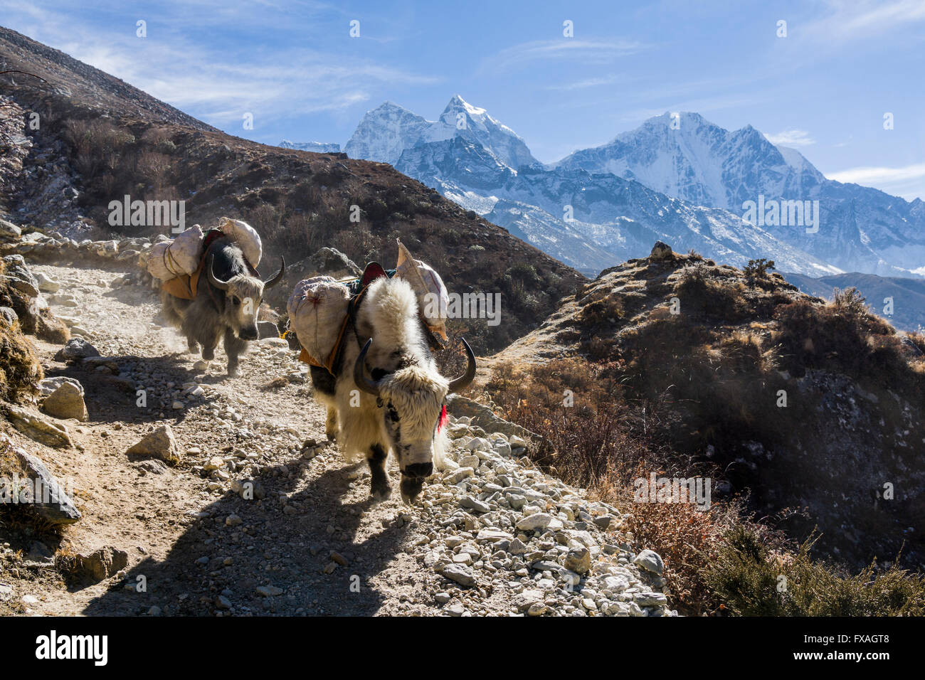 Les yacks sont utilisés pour le transport de marchandises sur une voie au-dessus de la vallée, Pangboche, Solo Khumbu, Népal Banque D'Images